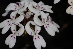 Stylidium crossocephalum