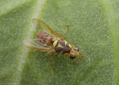 Dacus persicus