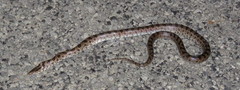 Lampropeltis calligaster