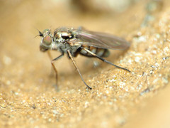Rhaphium