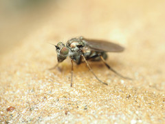 Rhaphium