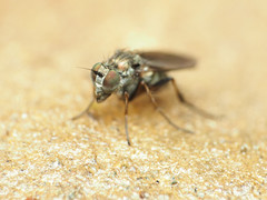 Rhaphium