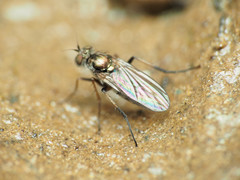 Rhaphium
