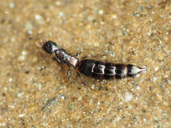 Sclerodermus