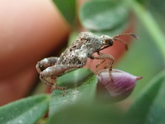 Merocoris curtatus