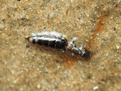 Sclerodermus