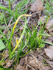 Puccinia liliacearum