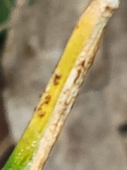 Puccinia liliacearum