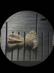 Cryptantha pterocarya pterocarya