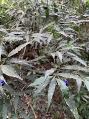 Psychotria leiocarpa