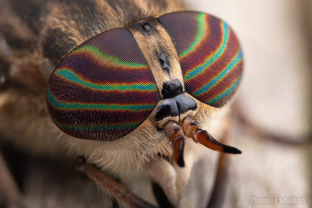 Horse Flies