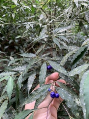 Psychotria leiocarpa