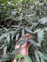 Psychotria leiocarpa