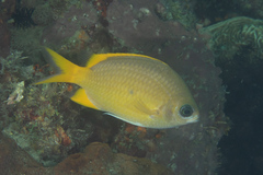 Chromis analis