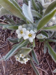 Oreocarya suffruticosa