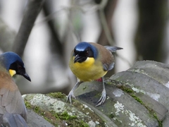 Pterorhinus courtoisi