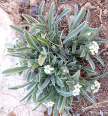 Oreocarya suffruticosa