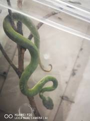 Trimeresurus
