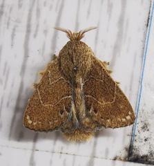 Euglyphis vitripuncta