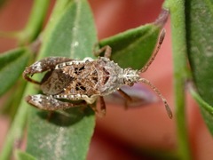 Merocoris curtatus