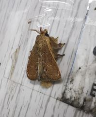 Euglyphis vitripuncta