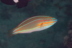 Stethojulis trilineata