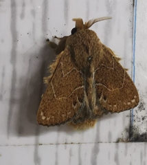 Euglyphis vitripuncta