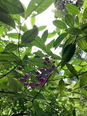 Psychotria leiocarpa