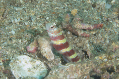 Amblyeleotris wheeleri