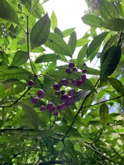 Psychotria leiocarpa