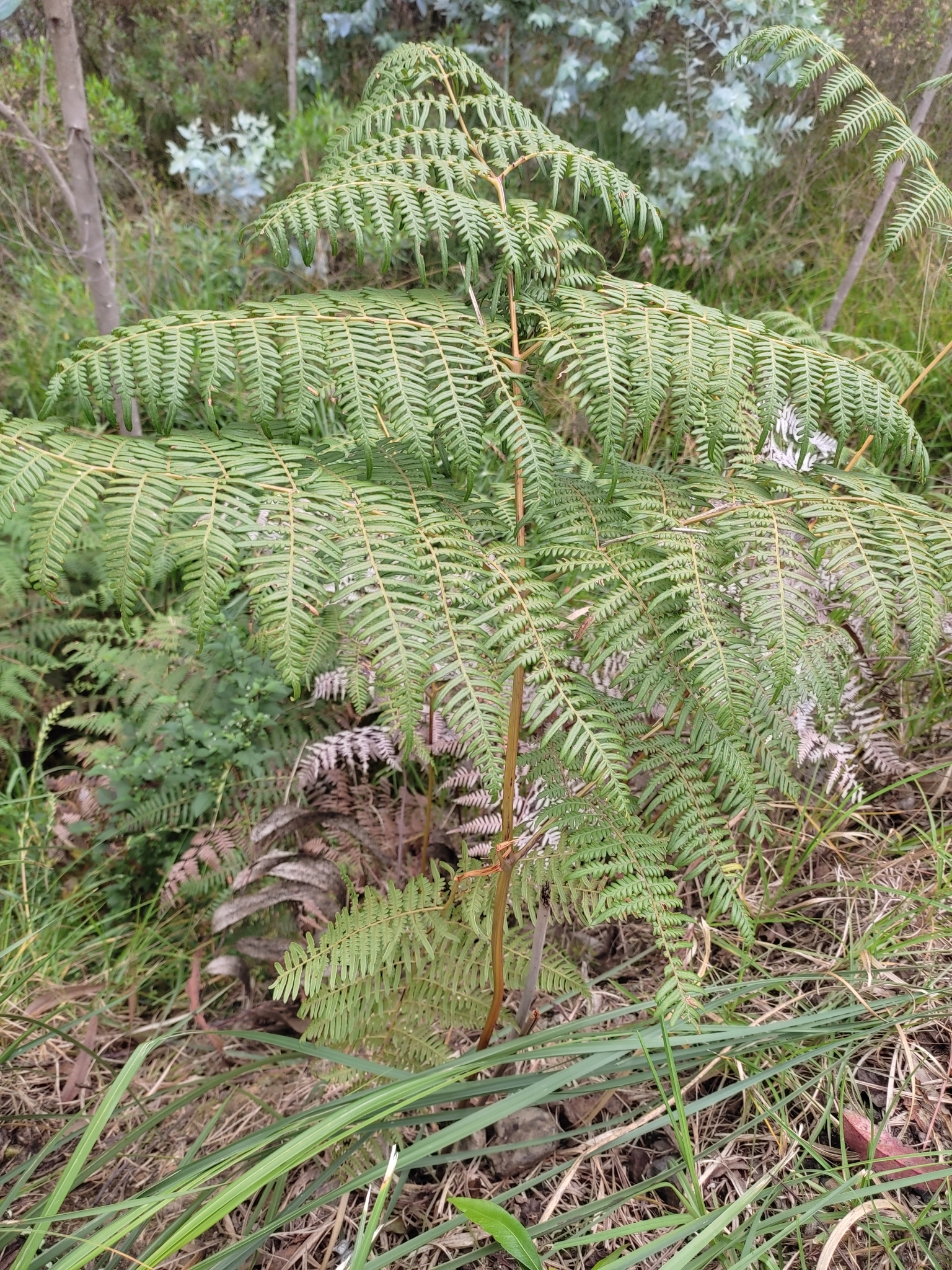 Pteridium esculentum image