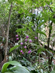 Psychotria leiocarpa