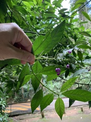 Psychotria leiocarpa