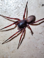 Corinnoidea