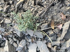 Lomatium observatorium