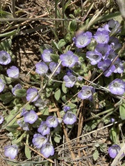Phacelia curvipes