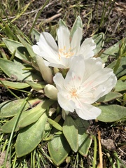 Lewisia brachycalyx