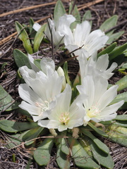 Lewisia brachycalyx