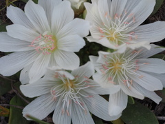 Lewisia brachycalyx