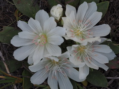 Lewisia brachycalyx