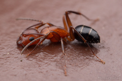 Camponotus discolor