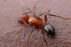 Camponotus discolor