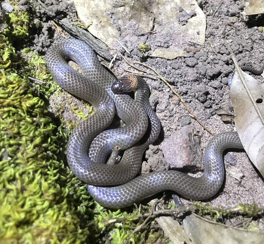 Orange-naped Snake from Litchfield National Park, Litchfield Park, NT ...