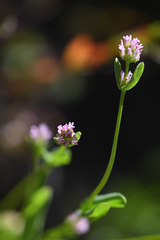 Plectritis ciliosa