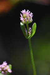 Plectritis ciliosa
