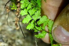 Asplenium vespertinum