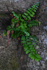Asplenium vespertinum