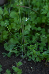 Meconella denticulata
