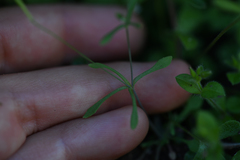 Meconella denticulata