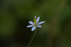 Meconella denticulata